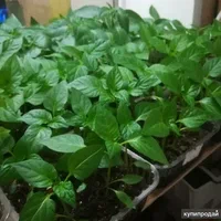 تصویر 2 از نشا فلفل دلمه‌ ای قرمز آبدار و گوشتی